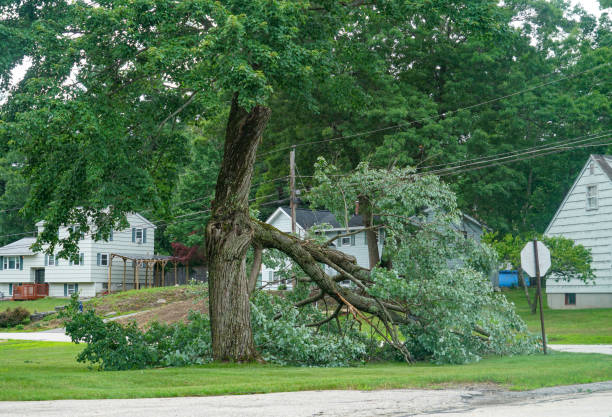 How Our Tree Care Process Works  in Whiting, WI